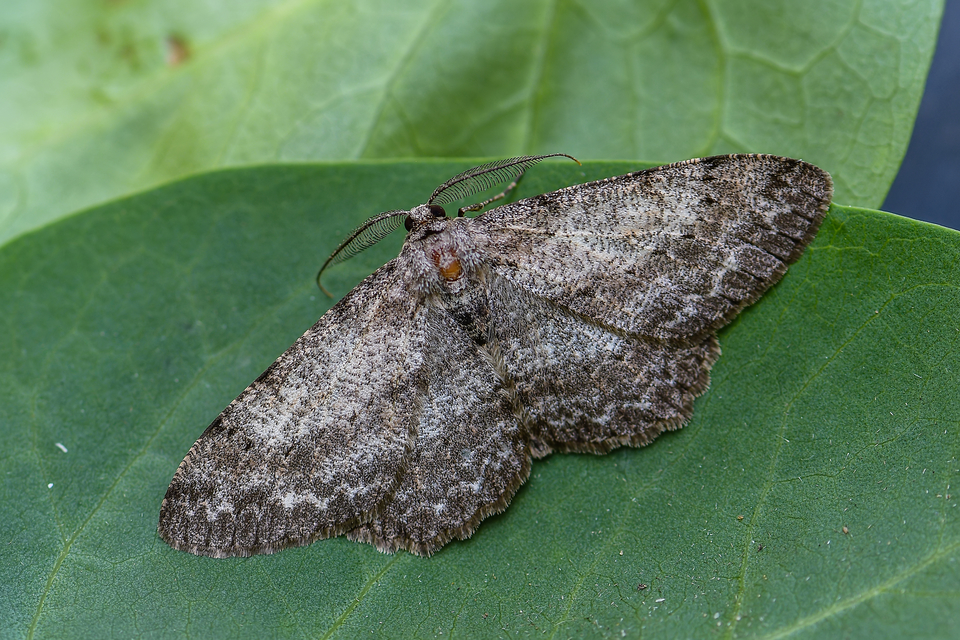 Hypomecis punctinalis - pettyes faaraszoló