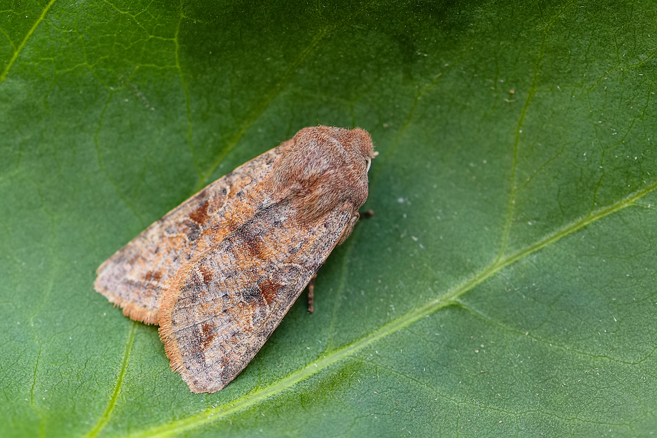 Orthosia incerta - változékony barkabagoly