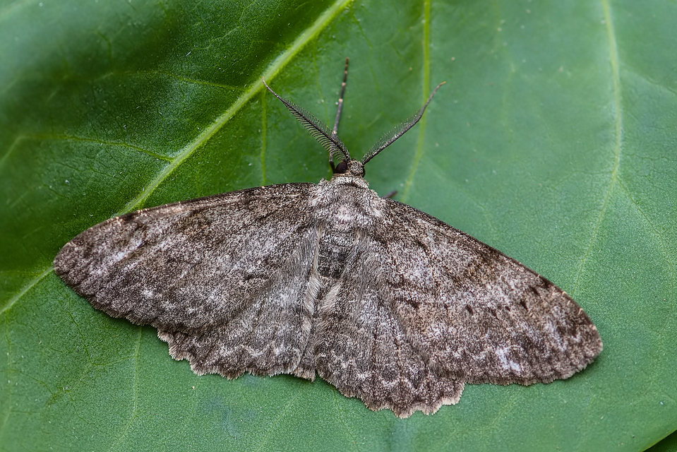 Hypomecis punctinalis - pettyes faaraszoló