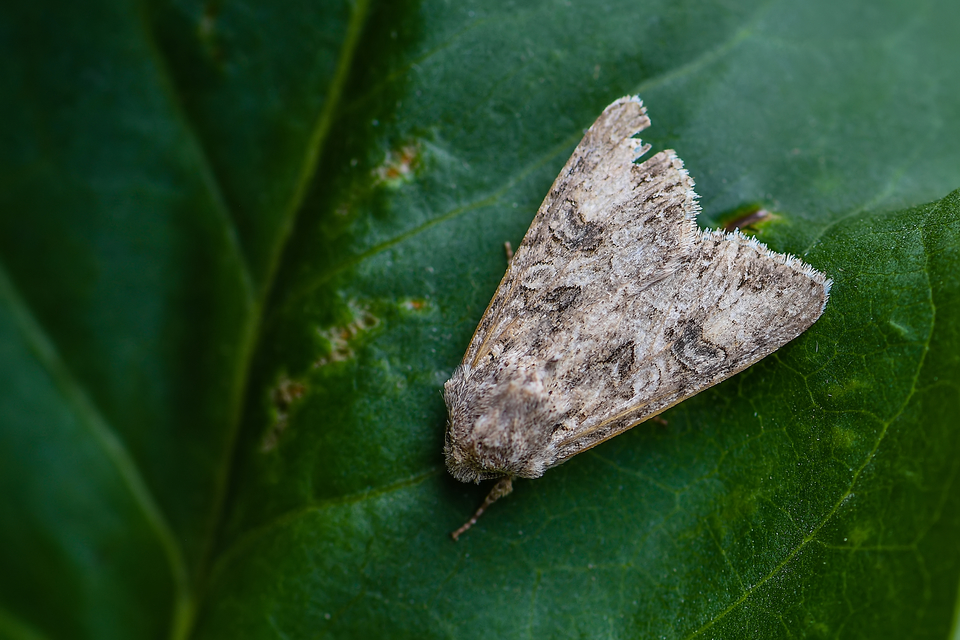Hadula trifolii - lóherebagoly Hadula trifolii - lóherebagoly