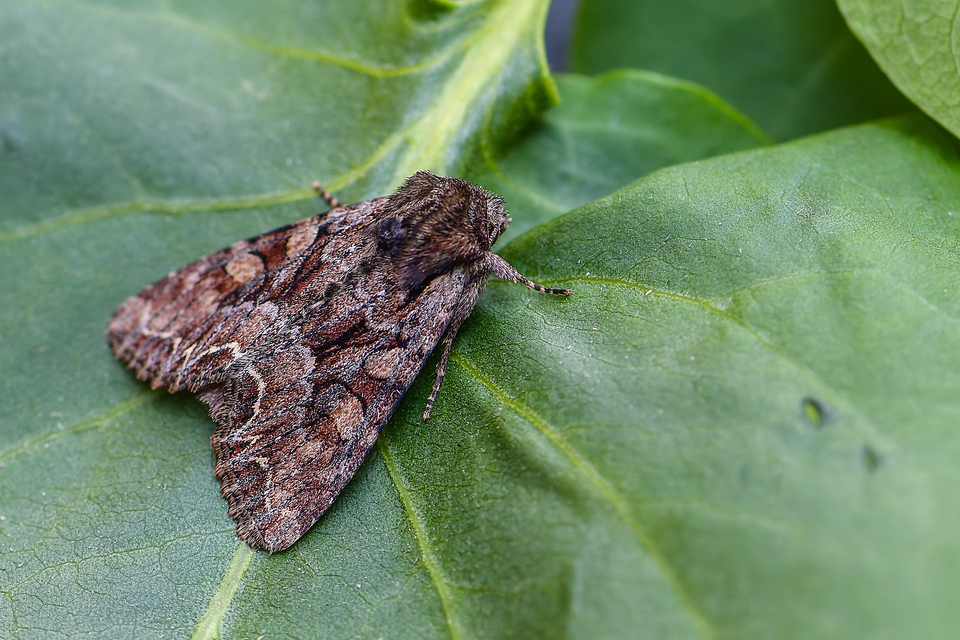 Lacanobia thalassina - borbolya-kertibagoly