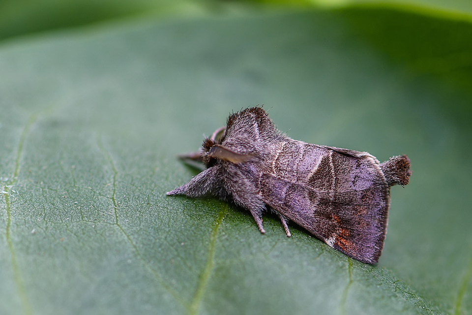 Clostera pigra - apró levélszövő