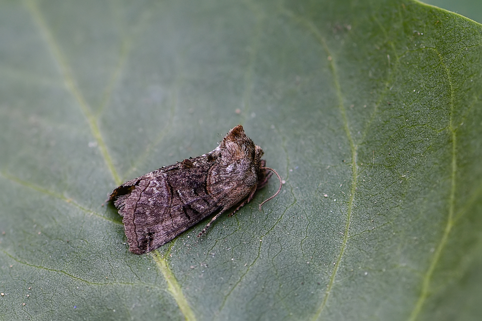 Abrostola tripartita - szürkeövű csalánbagoly