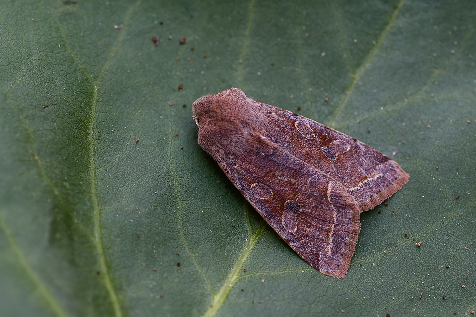 Orthosia incerta - változékony barkabagoly