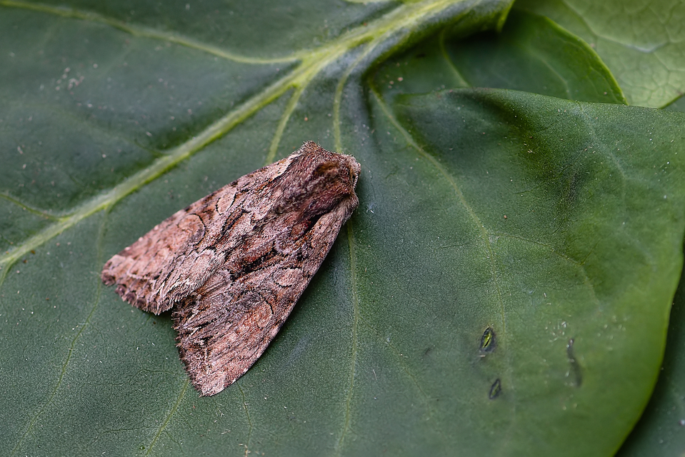 Lacanobia thalassina - borbolya-kertibagoly