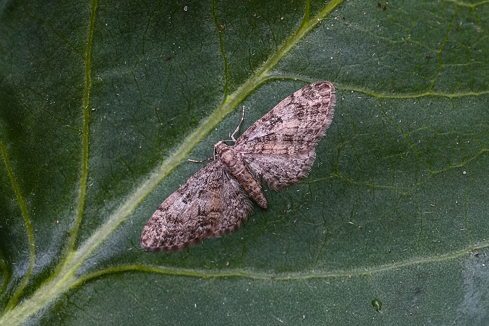 Eupithecia dodoneata - tölgy-törpearaszoló
