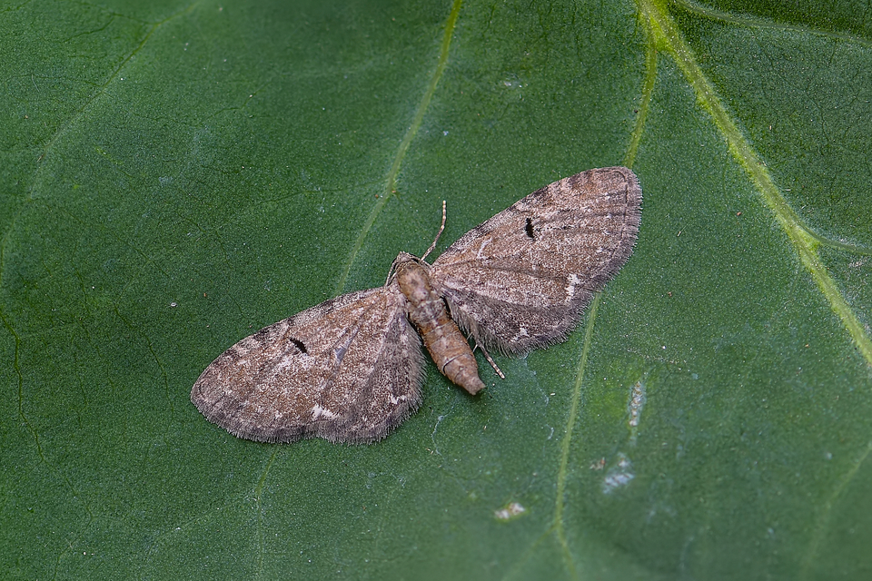 Eupithecia