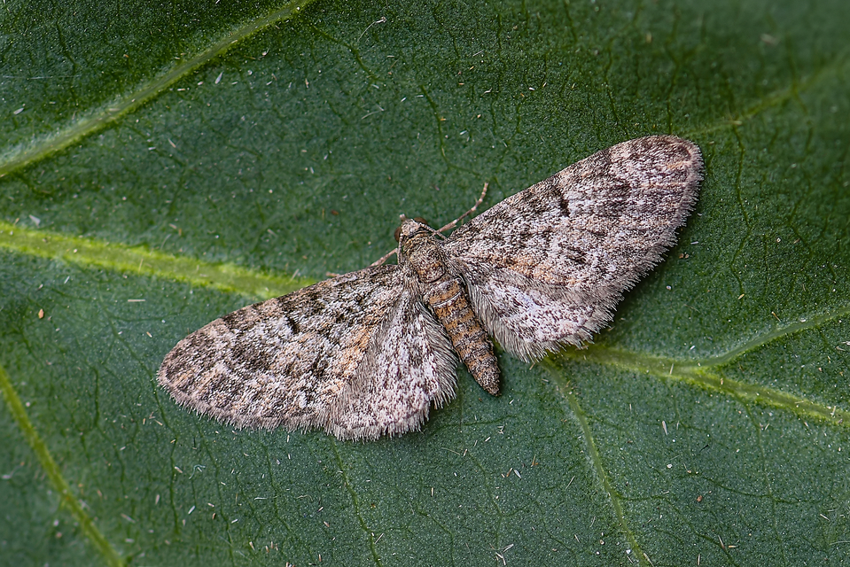 Eupithecia dodoneata - tölgy-törpearaszoló