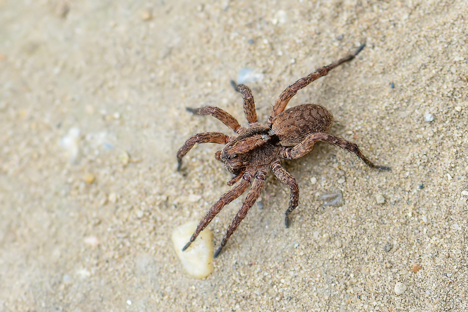 Alopecosa sulzeri