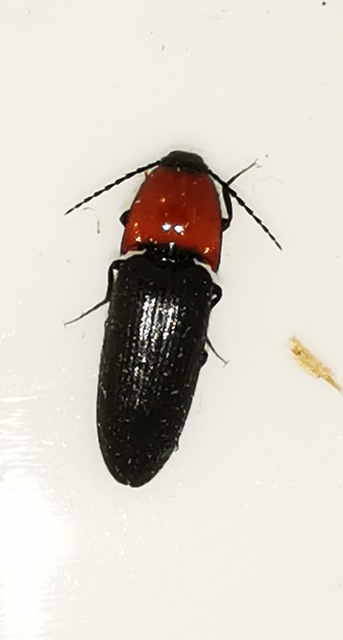 Cardiophorus gramineus - pirosnyakú szívespattanó