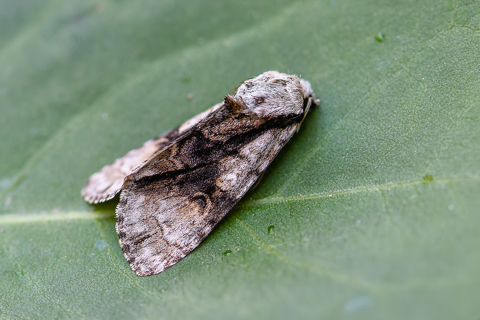 Acronicta alni - éger-szigonyosbagoly