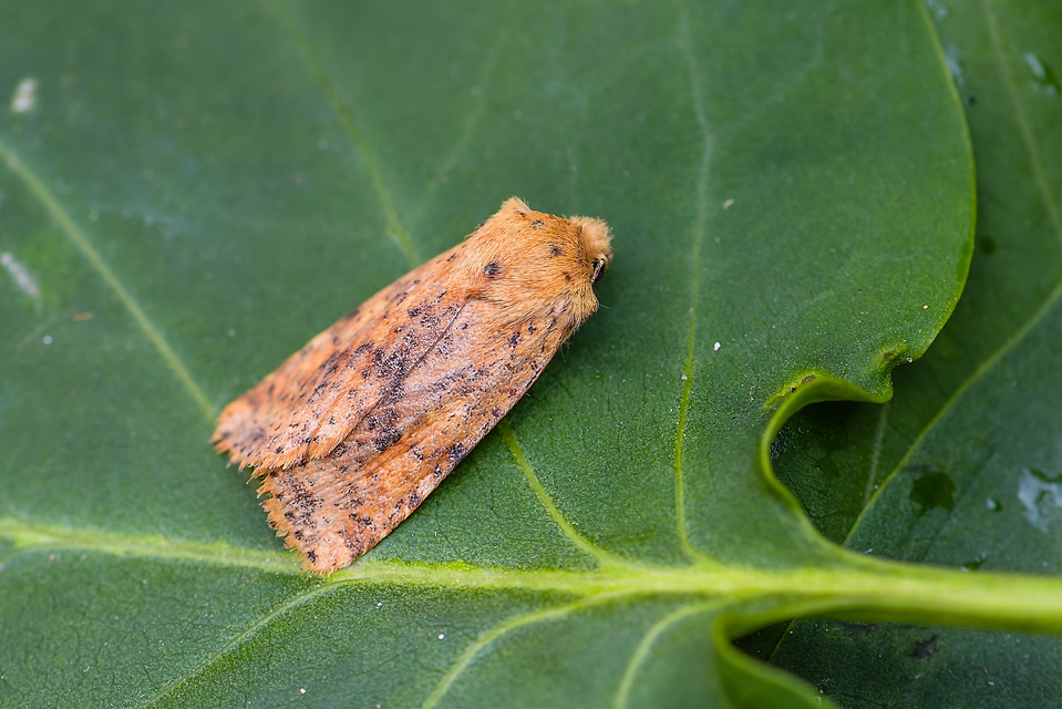 Conistra rubiginea - vörös őszibagoly