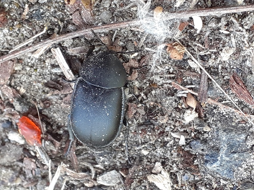 Ablattaria laevigata - sima csigarabló
