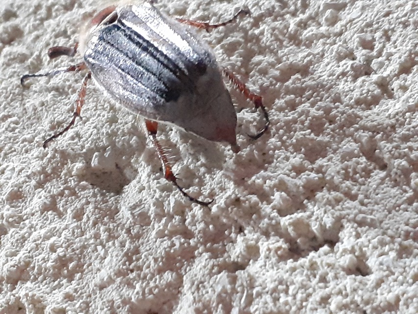 Melolontha hippocastani - erdei cserebogár