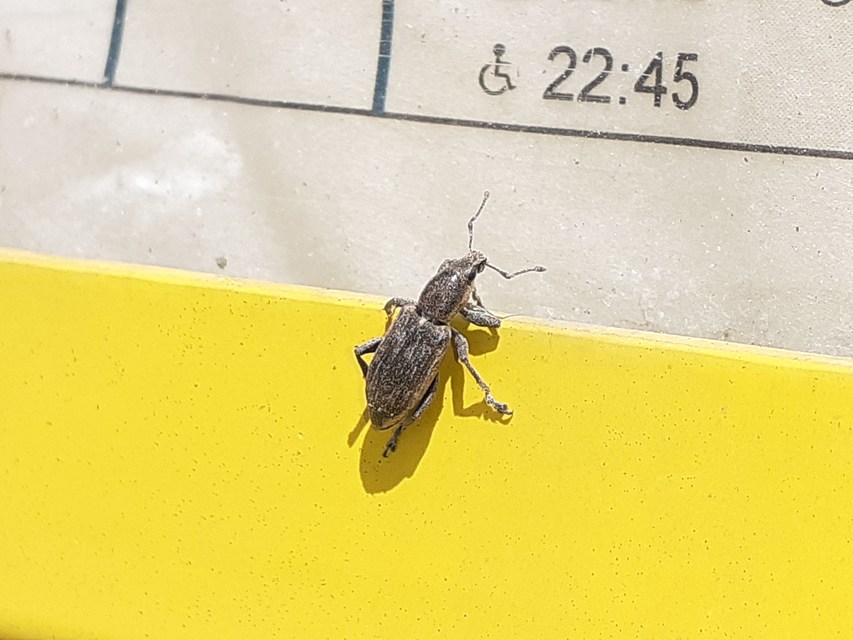 Tanymecus palliatus - közönséges hegyesfarúbarkó