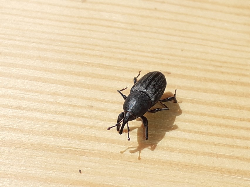 Sphenophorus
