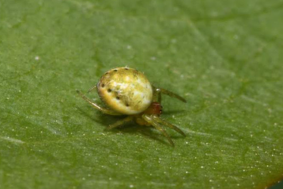 Araniella opisthographa - ötpontos tökkeresztespók