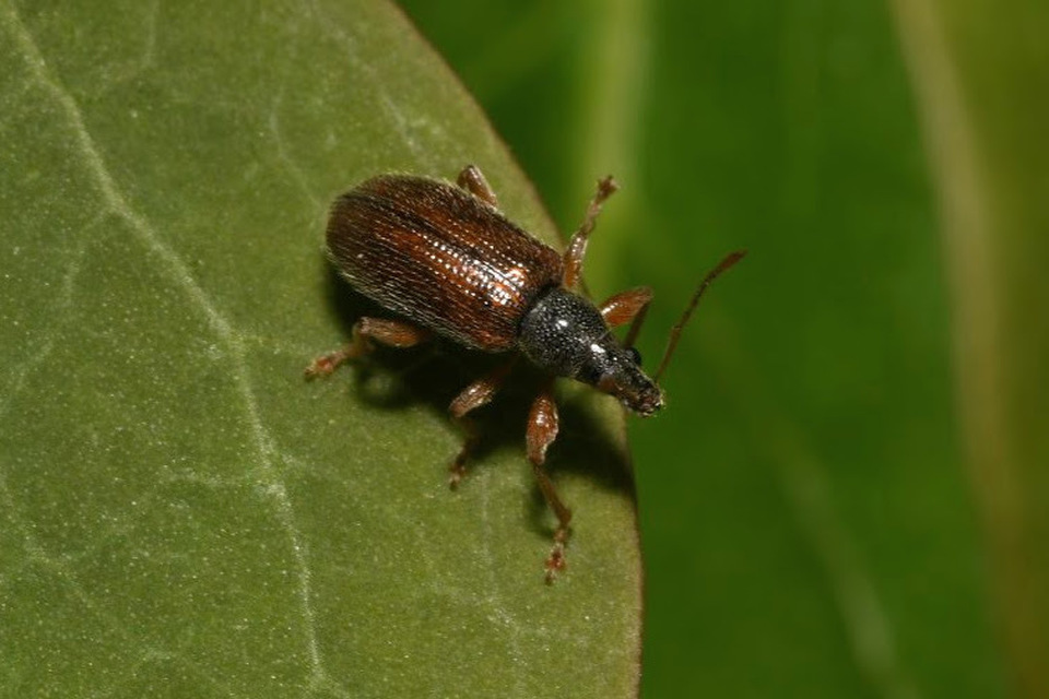 Phyllobius oblongus - közönséges levélormányos