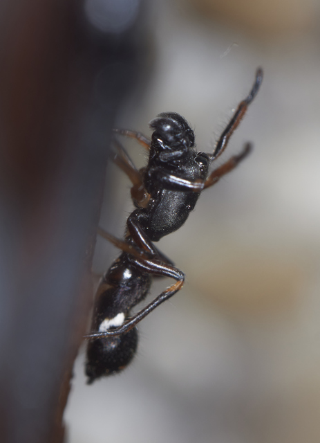Leptorchestes berolinensis - fekete hangyautánzópók