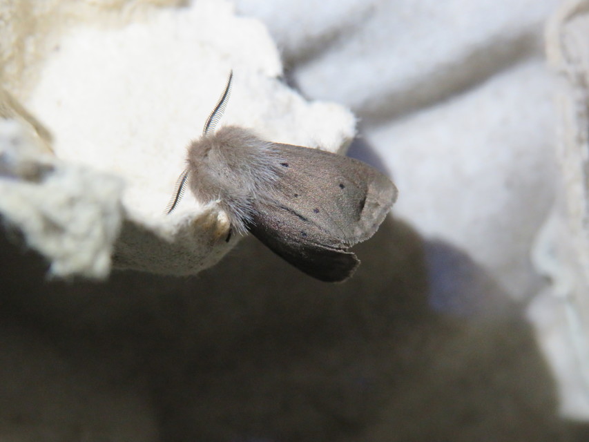 Diaphora mendica - felemás medvelepke