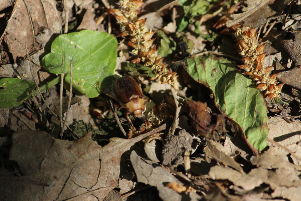 Rhizotrogus aestivus - tavaszvégi cserebogár