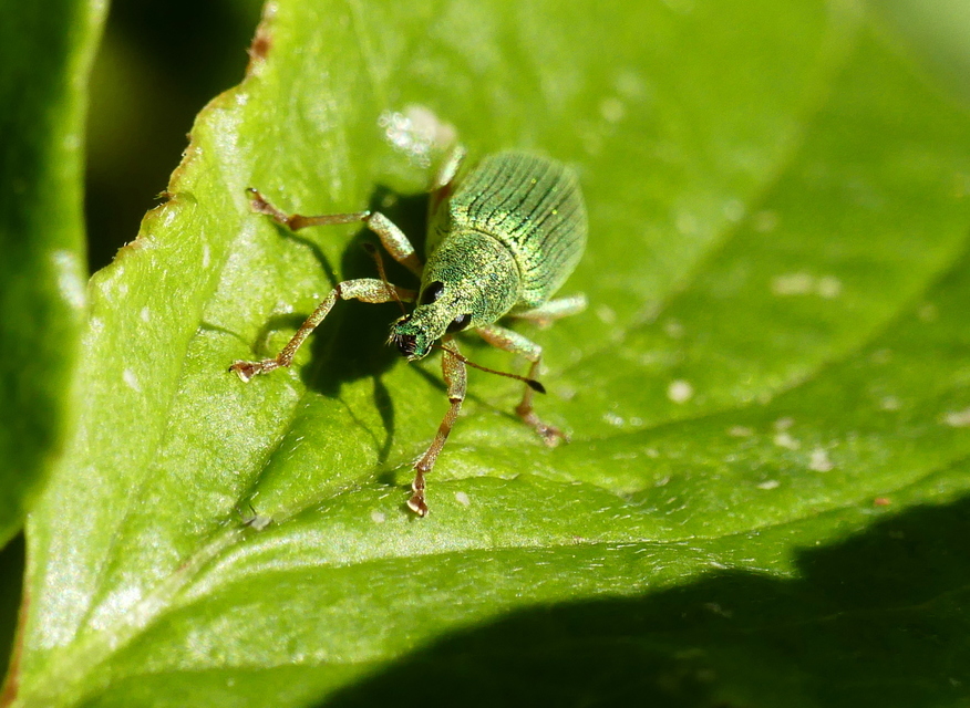 Polydrusus formosus - selymes lombormányos