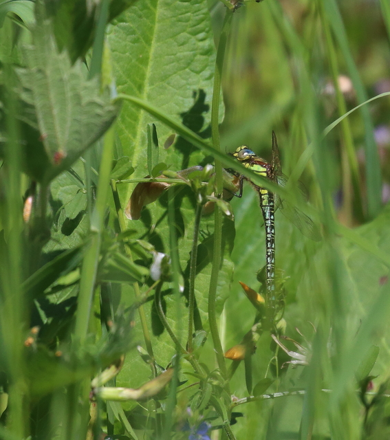 Brachytron pratense - szőrös karcsúacsa