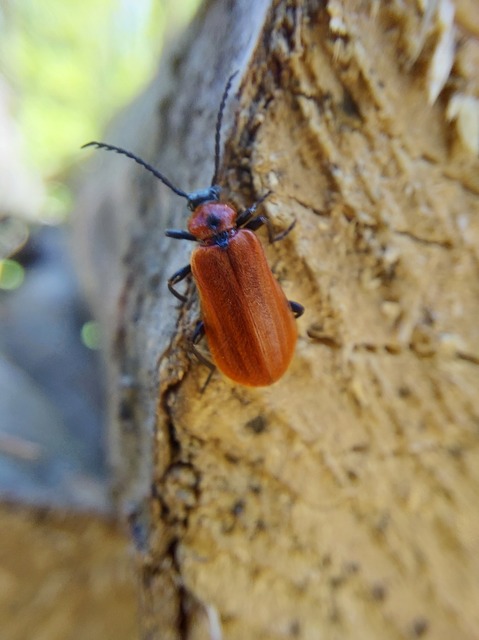 Schizotus pectinicornis - kis bíborbogár