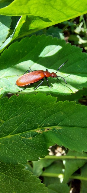 Pyrochroa serraticornis - közép-bíborbogár