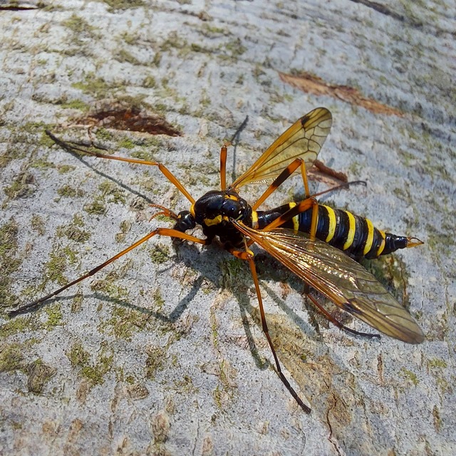 Ctenophora flaveolata
