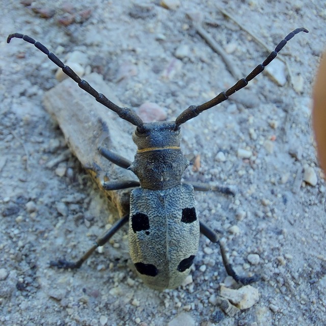 Morimus asper funereus - gyászcincér