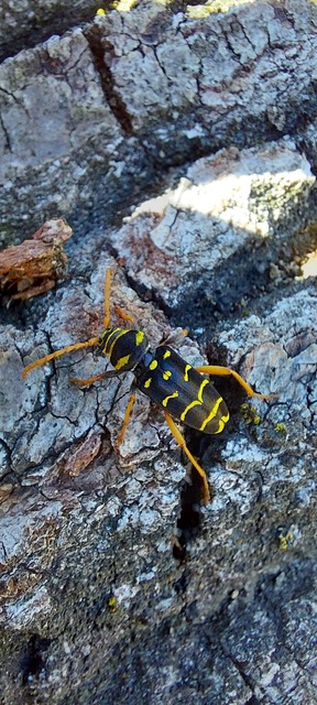 Plagionotus arcuatus - bársonyos darázscincér