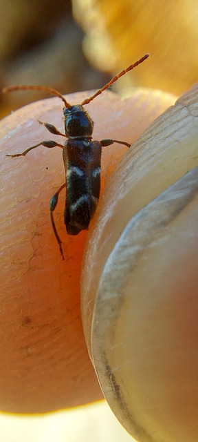 Phymatodes alni - apró háncscincér Phymatodes alni - apró háncscincér