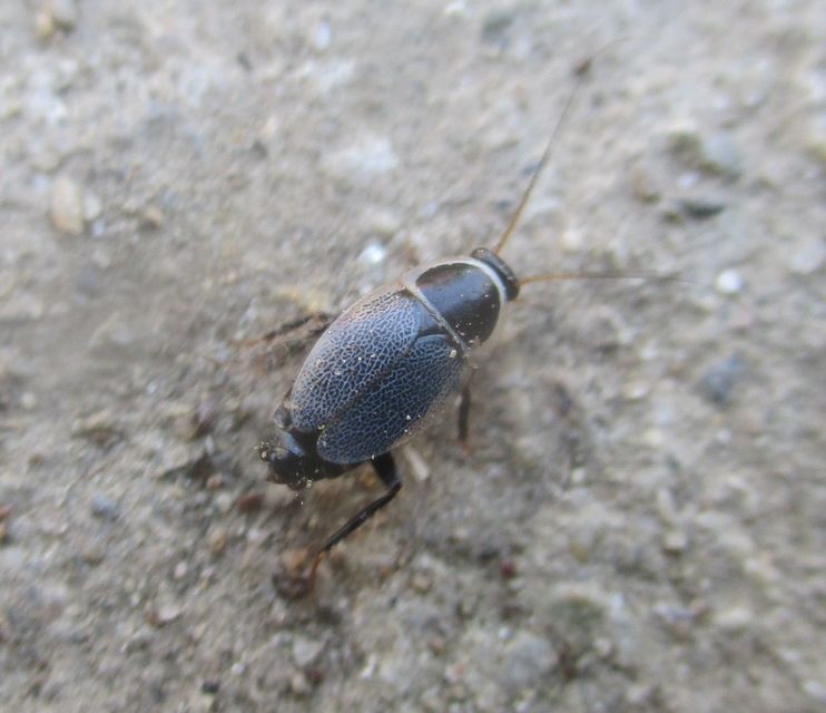 Phyllodromica megerlei - pontozott avarcsótány
