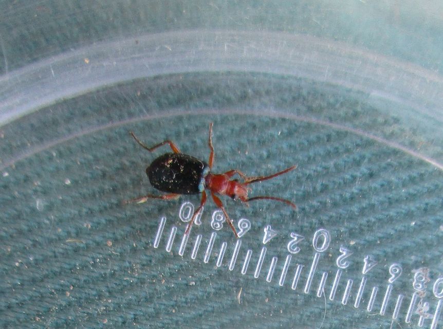 Brachinus explodens - kis pöfögőfutó