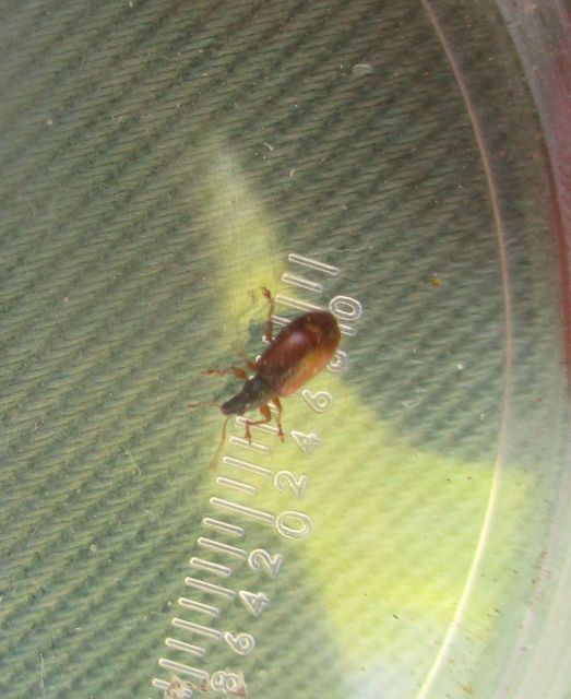Phyllobius oblongus - közönséges levélormányos