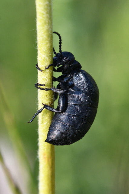 Meloe scabriusculus - érdes nünüke