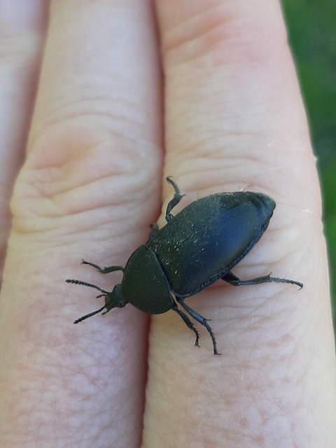 Ablattaria laevigata - sima csigarabló
