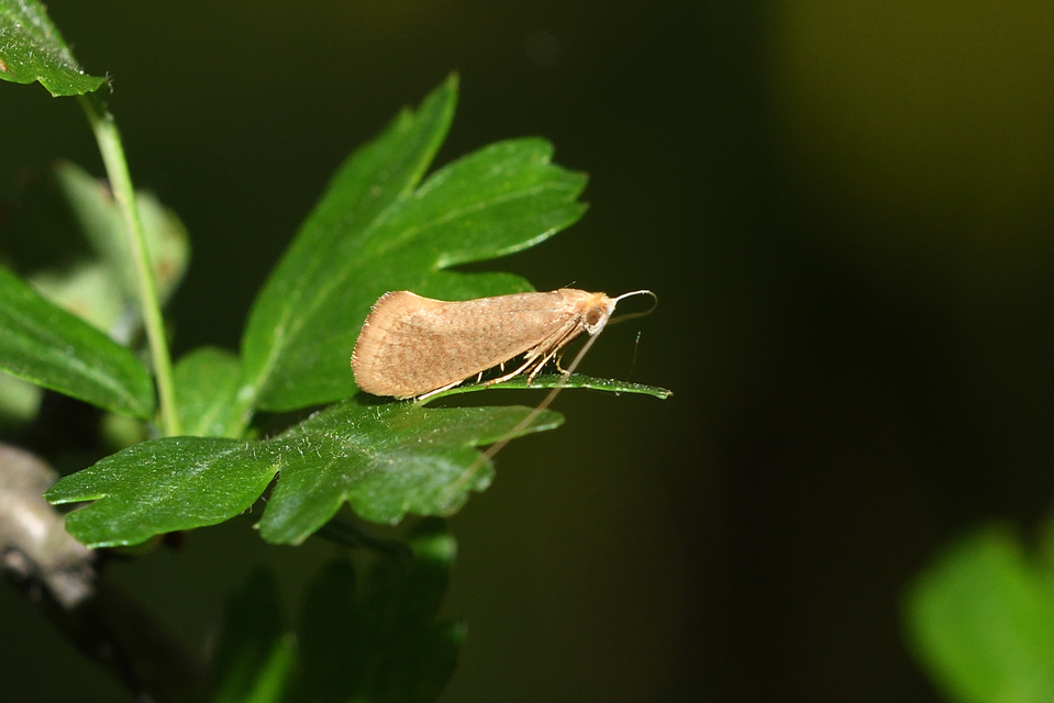 Nematopogon