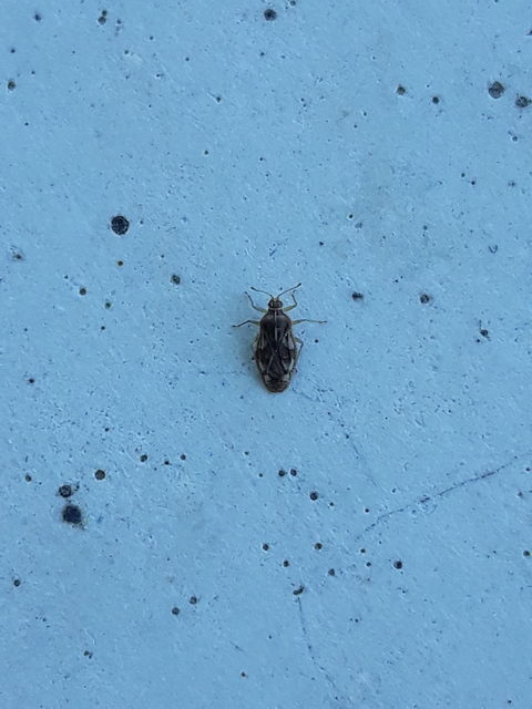 Monosteira unicostata - tüskésfejű csipkéspoloska