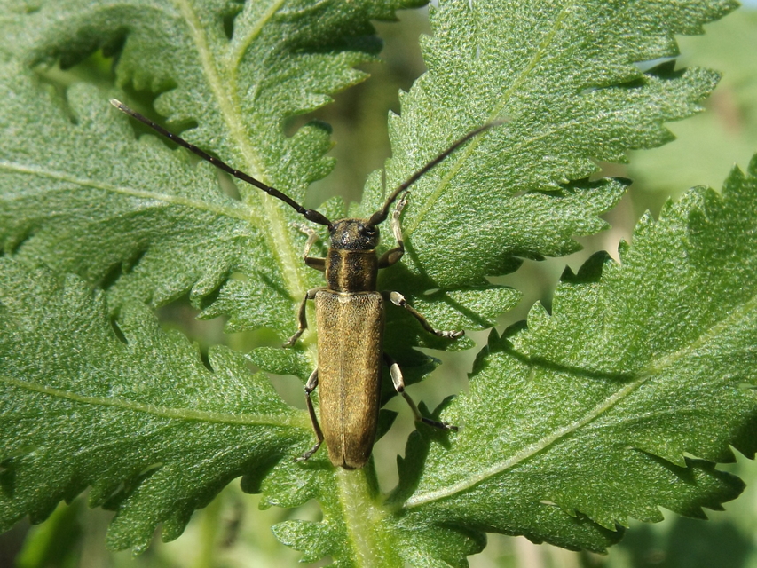Phytoecia nigricornis - ürömcincér