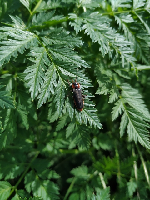 Cantharis fusca - közönséges lágybogár