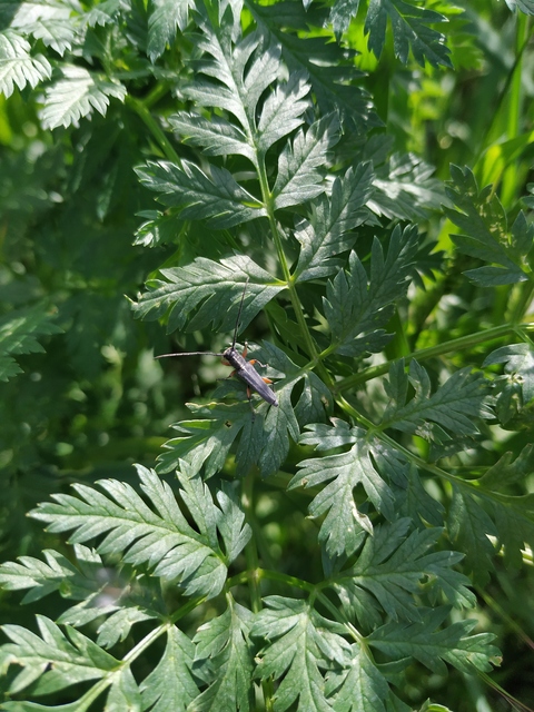Phytoecia icterica - murokcincér Phytoecia icterica - murokcincér