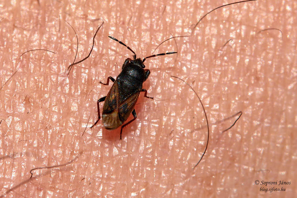 Megalonotus chiragra - bundás bodobács