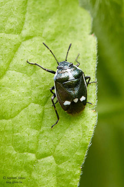 Eurydema oleracea - paréjpoloska Eurydema oleracea - paréjpoloska