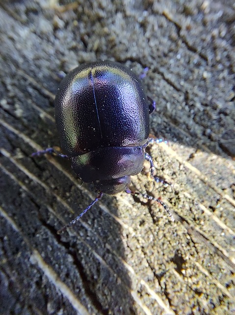 Chrysolina globipennis olivieri - hegyi levélbogár
