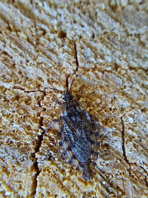 Aradus
