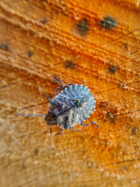 Pentatoma rufipes - vöröslábú címerespoloska Pentatoma rufipes - vöröslábú címerespoloska