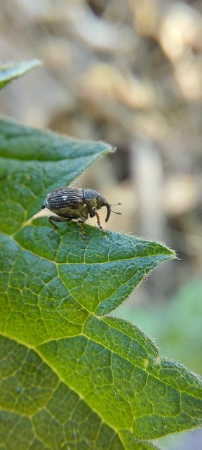 Nedyus quadrimaculatus - közönséges csalánormányos
