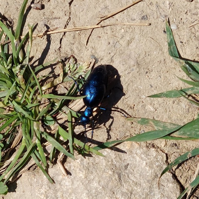 Meloe violaceus - kék nünüke
